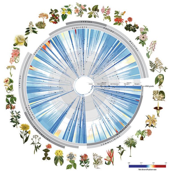 A New Tree of Flowering Plants? For Spring? Groundbreaking.